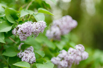 Purple lilac flowers on a blurred background. Lilac bush blossom. Spring concept