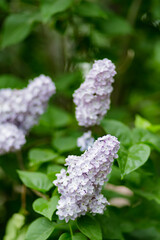 Purple lilac flowers on a blurred background. Lilac bush blossom. Spring concept