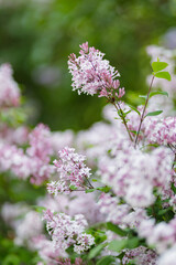 Purple lilac flowers on a blurred background. Lilac bush blossom. Spring concept