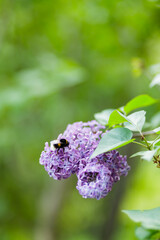 Purple lilac flowers on a blurred background. Lilac bush blossom. Spring concept