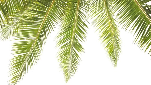 Summer background of Coconut Palm trees isolated on white background Row of trees in sunny day Natural background. palm leaves on white background