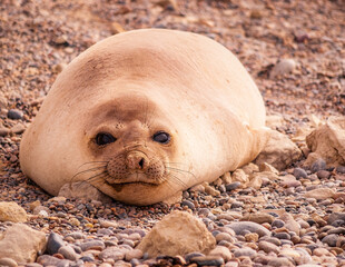 Cute female sea elephant in Punta Ninfas, Chubut, Argentina © ADEQUARL