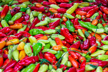 Colorful sweet Chilies, Panama