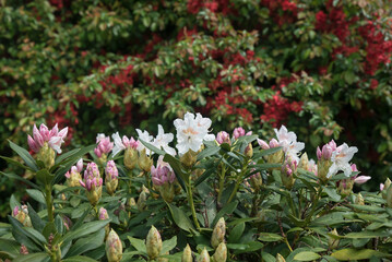 kwitnąca pigwa i rododendron w ogrodzie - obrazy, fototapety, plakaty