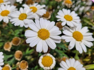 White daisies in a garden