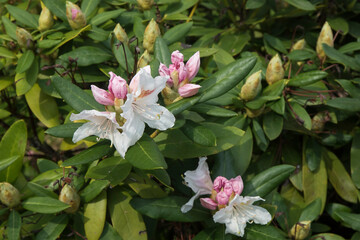 kwitnący rododendron