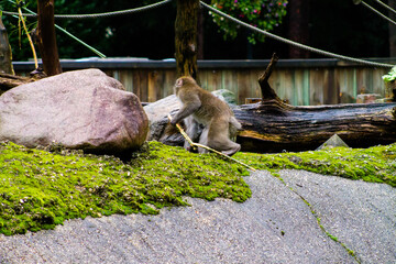 Japanese macaque (Macaca muscata) in Amersfoort Dierenpark in the Netherlands