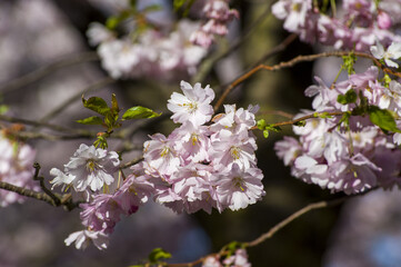 Beautiful cherry blossoms in park. Close-up of sakura tree full in blooming pink flowers in spring in a picturesque garden. Branches of the tree over sunny blue sky. Floral pattern texture, wallpaper