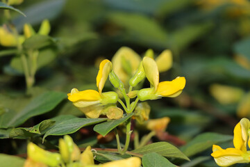 Macro shot of a beautiful small yellow flower cocoon blooming on a blurred background