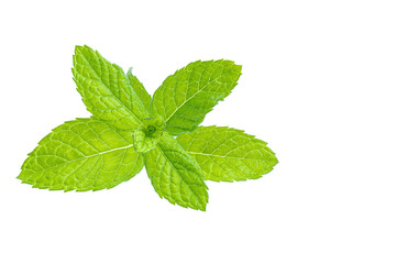 Spearmint, also known as garden mint, common or lamb mint and mackerel mint, is a species of mint, Mentha spicata, native to Europe and southern temperate Asia