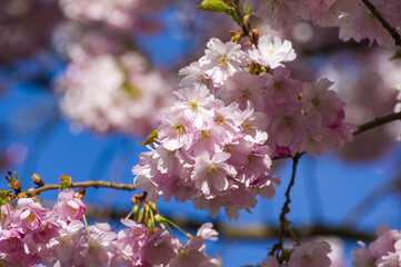 Beautiful cherry blossoms in park. Close-up of sakura tree full in blooming pink flowers in spring in a picturesque garden. Branches of the tree over sunny blue sky. Floral pattern texture, wallpaper