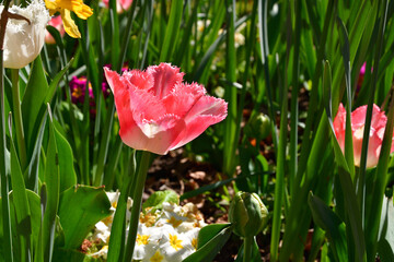 Paris, France. Tulips blooming in a flower park in Paris. April 17, 2022.