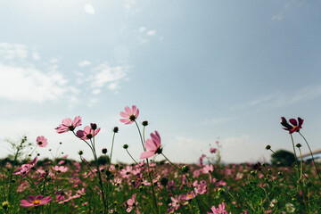 Field with pink wildflowers - obrazy, fototapety, plakaty