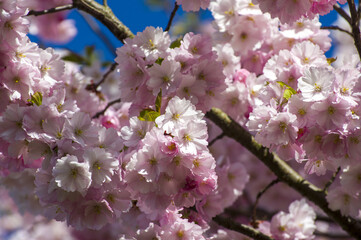 Beautiful cherry blossoms in park. Close-up of sakura tree full in blooming pink flowers in spring in a picturesque garden. Branches of the tree over sunny blue sky. Floral pattern texture, wallpaper