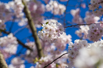 Beautiful cherry blossoms in park. Close-up of sakura tree full in blooming pink flowers in spring in a picturesque garden. Branches of the tree over sunny blue sky. Floral pattern texture, wallpaper