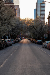 View of Cherry Blossom Trees in Philadelphia 