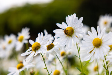Closeup shot of chamomile flowers with bee sipping nectar