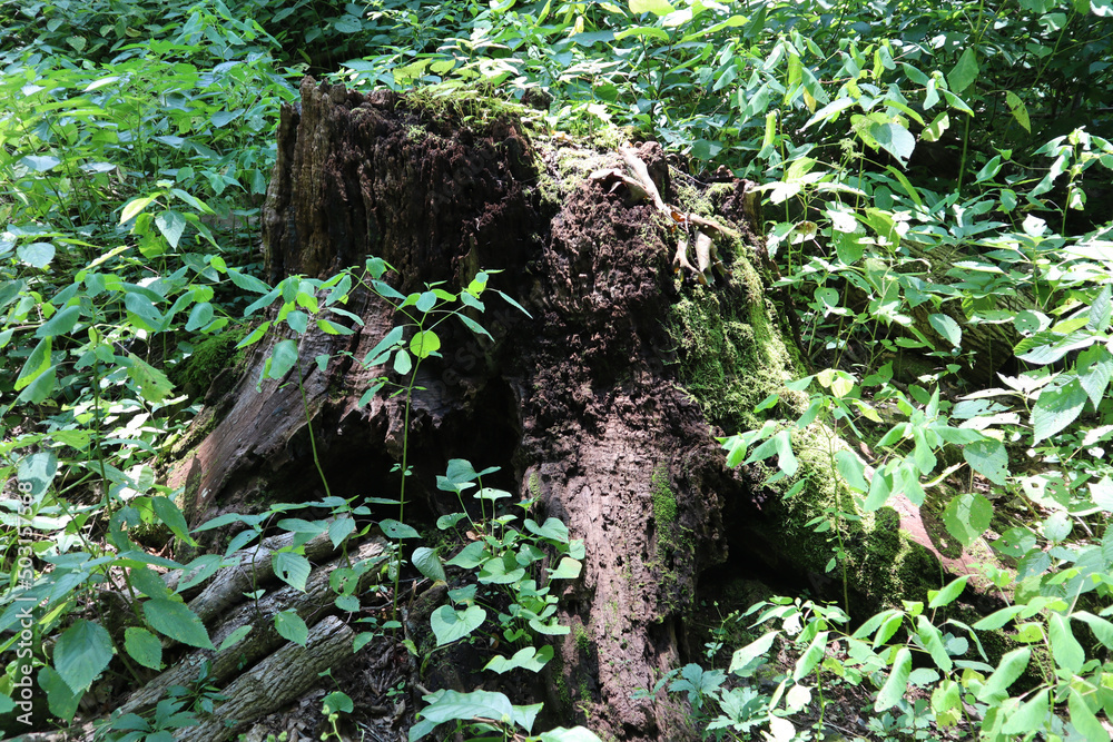 Poster Tree stump covered with green plants in a forest