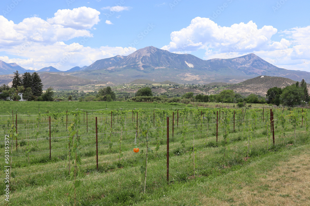 Wall mural row of vineyards with mountains background in paonia, colorado