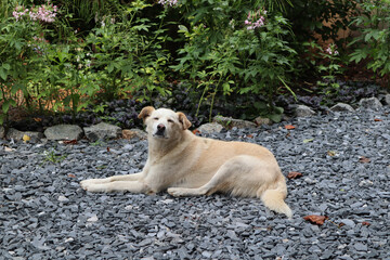 Relaxing cute adorable Aidi dog laying on a pebbles stone ground - Powered by Adobe