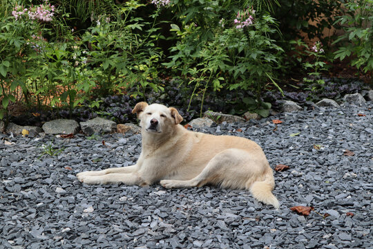 Relaxing cute adorable Aidi dog laying on a pebbles stone ground