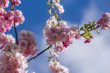 Beautiful cherry blossoms in park. Close-up of sakura tree full in blooming pink flowers in spring in a picturesque garden. Branches of the tree over sunny blue sky. Floral pattern texture, wallpaper