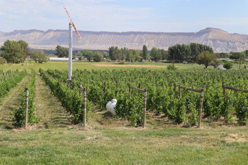 Landscape view of a vineyard with a frost fan