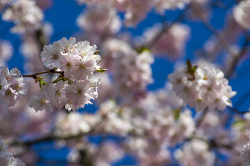 Fototapeta premium Beautiful cherry blossoms in park. Close-up of sakura tree full in blooming pink flowers in spring in a picturesque garden. Branches of the tree over sunny blue sky. Floral pattern texture, wallpaper