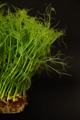 macro shot micro green peas with water drops blur blurred background healthy food concept Microgreen are young vegetable green or sprouts, superfood, eco food	