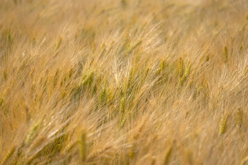 Getreide, Ernte, Ähren