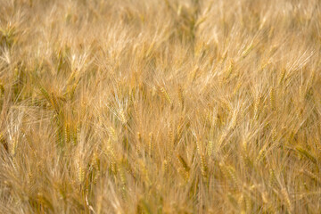 Getreide, Ernte, Ähren