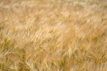 Getreide, Ernte, Ähren