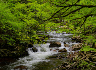 Cascadews in the Middle prong of the Little Pigeon River in Great Smoky Mountains, TN, USA in early springtime