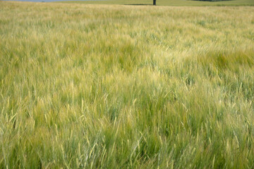 Getreide, Ernte, Ähren