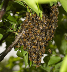 Close up of bees. Swarm of bees