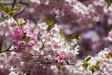Beautiful cherry blossoms in park. Close-up of sakura tree full in blooming pink flowers in spring in a picturesque garden. Branches of the tree over sunny blue sky. Floral pattern texture, wallpaper