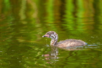 A young Pied-billed grebe