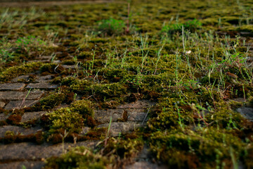Old brick wall in vintage rusty-rough style for backgrounds and wallpapers. Italian fortress.
