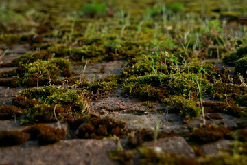 Old brick wall in vintage rusty-rough style for backgrounds and wallpapers. Italian fortress.