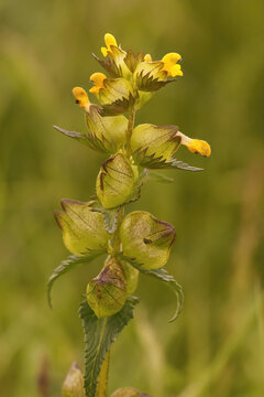 Closeup on the  narrow-leaved rattle, Rhinanthus angustifolius,