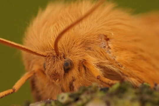 Detailed frontal closeup of the Oak eggar moth, Lasiocampa querc
