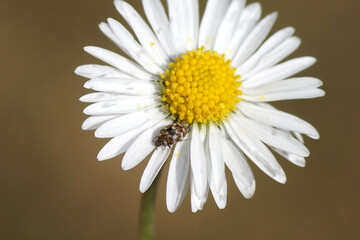 Varied carpet beetle (Anthrenus verbasci) on flower of  Common daisy, English daisy, Bellis perennis. Dutch garden, May, spring, Netherlands 