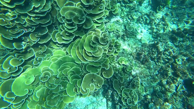 Snorkeling in the Andaman Sea. Corals are dying. Clear blue water, small fish swimming. Dark-colored corals are dying from global warming. Yellow rounded plants with the glare of sunlight. Similans