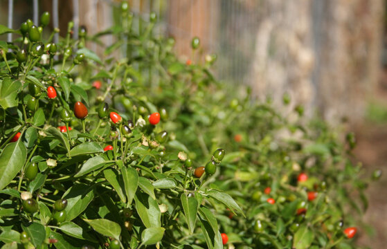 Shallow focus of Chiltepin Pepper Capsicum Growing in Garden on a blurred background