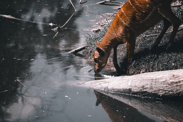 Closeup of sitatunga drinking water from a lake