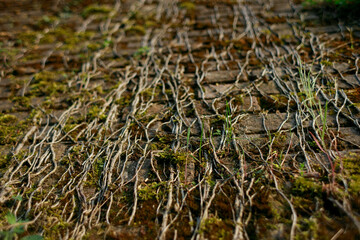 A vine growing on a stone wall. Old brick wall in vintage rusty-rough style for backgrounds and wallpapers. Italian fortress.