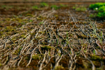 A vine growing on a stone wall. Old brick wall in vintage rusty-rough style for backgrounds and wallpapers. Italian fortress.