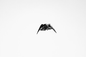 Grayscale shot of a peregrine falcon or duck hawk bird flying high in the sky