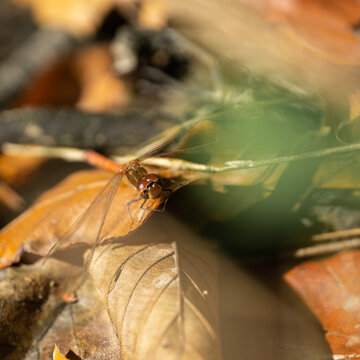 Closeup shot of a dragonfly on dred leaves