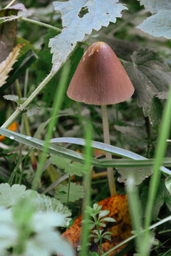 Vertical closeup of the Panaeolus foenisecii, mower's mushroom, haymaker or brown hay mushroom.